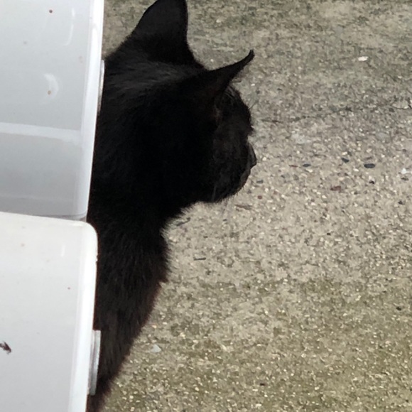 Meet your Posher, William - Picture 1 of 1